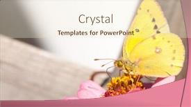 Presentation with sulphur - Colorful slide deck enhanced with beautiful orange sulphur butterfly perched on a pink zinnia backdrop and a cream colored foreground