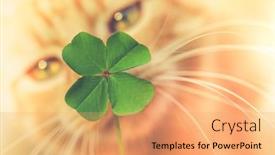  Presentation with four leaf clover - Beautiful slide deck featuring beautiful-orange-tabby-cat-sniffing backdrop and a coral colored foreground