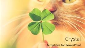  Presentation with four leaf clover - PPT theme with beautiful-orange-tabby-cat-sniffing background and a yellow colored foreground