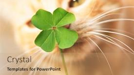  Presentation with clover - Beautiful slides featuring beautiful-orange-tabby-cat-sniffing backdrop and a coral colored foreground