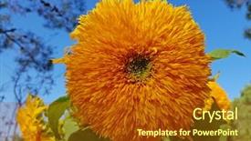  Presentation with wild flower - Presentation enhanced with beautiful orange wild gerbera flower background and a tawny brown colored foreground
