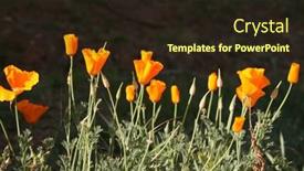  Presentation with poppy - Presentation theme enhanced with beautiful-oranje-poppy-nature-photo background and a wine colored foreground