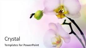  Presentation with beautiful orchid flowers - Presentation with beautiful orchid border background and a white colored foreground