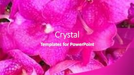  Presentation with orchid - Cool new slide deck with beautiful-orchid-flower-in-garden backdrop and a purple colored foreground