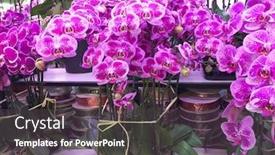  Presentation with orchid - Audience pleasing presentation design consisting of beautiful-orchid-flower-in-pink backdrop and a dark gray colored foreground