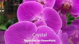  Presentation with orchid - Cool new PPT theme with beautiful-orchid-flower-in-pink backdrop and a purple colored foreground