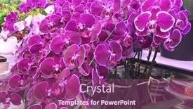  Presentation with orchid - Presentation theme consisting of beautiful-orchid-flower-in-pink background and a violet colored foreground