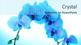  Presentation with blue flower - Slide deck consisting of beautiful orchid flower on blue background and a  colored foreground