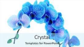  Presentation with blue flow - Amazing slide deck having beautiful orchid flower on blue backdrop and a arctic colored foreground
