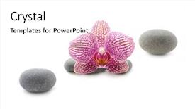  Presentation with white lotus flower - Slides featuring beautiful orchid flower with stones background and a white colored foreground