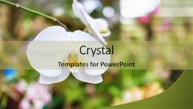  Presentation with cuba - Theme enhanced with beautiful orchid flower at the soroa orchid botanical garden in cuba background and a yellow colored foreground