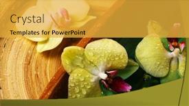  Presentation with beautiful orchid flowers - Presentation featuring beautiful-orchid-flowers-in-water background and a yellow colored foreground