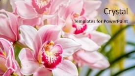  Presentation with beautiful orchid flowers - Presentation having beautiful orchid flowers on natural background and a lemonade colored foreground