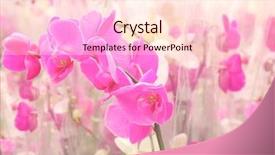  Presentation with beautiful orchid flowers - PPT theme featuring beautiful orchid flowers background and a lemonade colored foreground