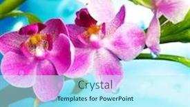  Presentation with beautiful orchid flowers - Cool new presentation theme with beautiful orchid flowers backdrop and a cool aqua colored foreground