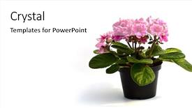  Presentation with purple orchids pink flowers orchid - Presentation theme consisting of beautiful orchid in a pot background and a  colored foreground