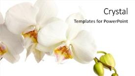  Presentation with orchid - Presentation theme with beautiful orchid isolated on white background and a white colored foreground