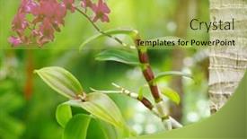  Presentation with orchid - PPT layouts enhanced with beautiful orchid on green background background and a yellow colored foreground