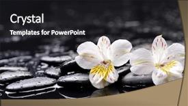  Presentation with zen - PPT theme having beautiful orchid with zen stones on wet background background and a dark gray colored foreground