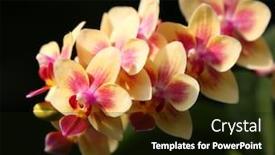  Presentation with plant - Theme having beautiful-orchidea-plant-on-natural background and a black colored foreground