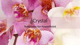  Presentation with orchids - Theme featuring beautiful orchids close up background and a coral colored foreground