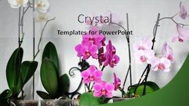  Presentation with orchids - Amazing slide deck having beautiful orchids backdrop and a light gray colored foreground