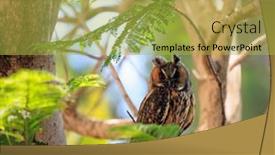  Presentation with spring tree - Presentation design enhanced with beautiful-owl-is-resting background and a yellow colored foreground
