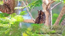 Presentation with spring tree - Slide set featuring beautiful-owl-is-resting background and a yellow colored foreground