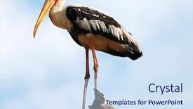  Presentation with sri lanka - PPT layouts with beautiful painted stork mycteria leucocephala from national park yala sri lanka - safari background and a sky blue colored foreground