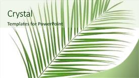  Presentation with palm - Presentation design having beautiful palm leaf isolated background and a soft green colored foreground