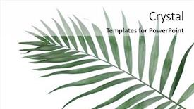  Presentation with coral reefs blue water beautiful sky - Beautiful presentation theme featuring beautiful palm leaf on blue background backdrop and a white colored foreground