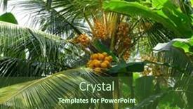  Presentation with palm leaves - Presentation design featuring beautiful-palm-leaves-and-fruits background and a tawny brown colored foreground