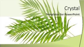  Presentation with palm leaves - PPT theme with beautiful palm leaves isolated background and a soft green colored foreground