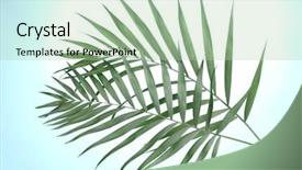  Presentation with palm leaves - Theme enhanced with bone - raw pork ribs isolated background and a pink colored foreground