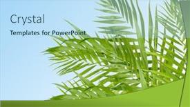  Presentation with palm leaves - Beautiful theme featuring palm leaves on light blue backdrop and a sky blue colored foreground