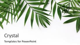  Presentation with palm leaves - Beautiful presentation theme featuring beautiful palm leaves backdrop and a white colored foreground