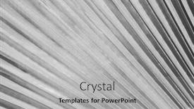  Presentation with retro - Colorful PPT theme enhanced with beautiful-palms-leaf-retro-style backdrop and a light gray colored foreground