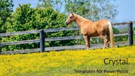  Presentation with kentucky - Audience pleasing slides consisting of bluegrass - beautiful palomino mare backdrop and a gold colored foreground