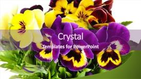  Presentation with pansy - PPT theme enhanced with beautiful pansies flowers isolated background and a violet colored foreground