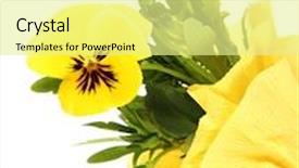  Presentation with pansy flower - Presentation theme featuring beautiful pansy flower isolated on white background and a blonde colored foreground