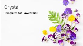  Presentation with summer flowers - PPT theme with beautiful-pansy-summer-flowers-flatlay background and a white colored foreground