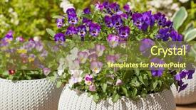  Presentation with summer flowers - Cool new slide deck with beautiful pansy summer flowers backdrop and a tawny brown colored foreground