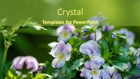  Presentation with pansy - Theme enhanced with beautiful-pansy-summer-flowers background and a tawny brown colored foreground