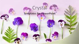  Presentation with summer flowers - PPT theme consisting of beautiful-pansy-violet-summer-flowers background and a lavender colored foreground
