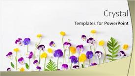  Presentation with pansy - PPT layouts having beautiful-pansy-violet-summer-flowers background and a white colored foreground