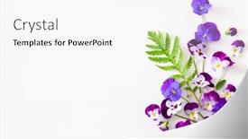  Presentation with pansy - Cool new PPT layouts with beautiful-pansy-violet-summer-flowers backdrop and a white colored foreground