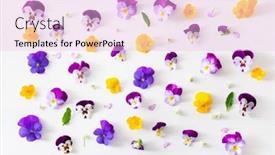  Presentation with pansy - PPT layouts with beautiful-pansy-violet-summer-flowers background and a lemonade colored foreground
