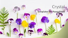  Presentation with pansy - Slides having beautiful-pansy-violet-summer-flowers background and a white colored foreground