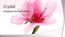  Presentation with pink white - Colorful presentation design enhanced with beautiful peach blossom isolated backdrop and a lemonade colored foreground