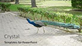  Presentation with peacock - PPT theme featuring beautiful-peacock-at-the-garden and a light gray colored foreground